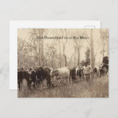 ヴィンテージで移動する牛の家族の写真 ポストカード (正面/裏面)