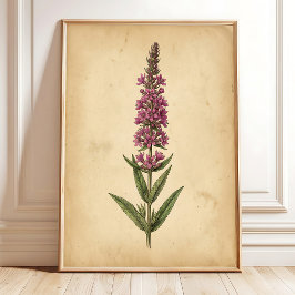 ヴィンテージなオニソガキソウの植物画 ポスター