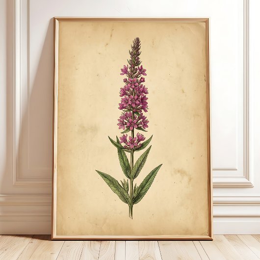 ヴィンテージなオニソガキソウの植物画 ポスター