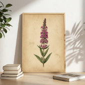 ヴィンテージなオニソガキソウの植物画 ポスター