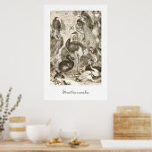 ヴィンテージなダチョウのイラスト Struthio camelus ポスター (キッチン)