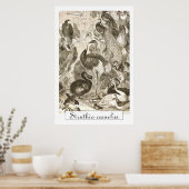 ヴィンテージなダチョウのイラスト Struthio camelus ポスター (キッチン)