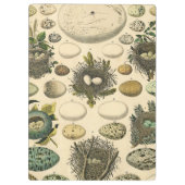 ヴィンテージな鳥の卵巣の巣アート絵画 自然史 クリップボード (裏面)