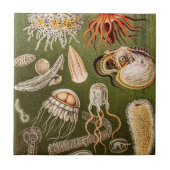 ヴィンテージのくらげの旧式なクラゲのイラストレーション タイル (正面)