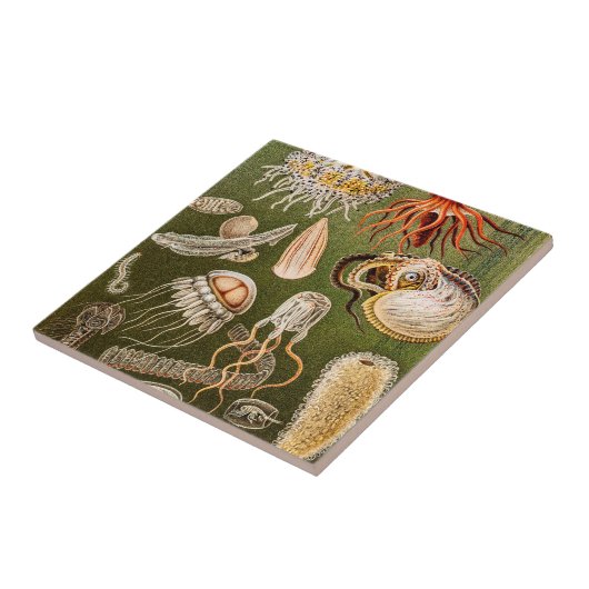 ヴィンテージのくらげの旧式なクラゲのイラストレーション タイル (側面)