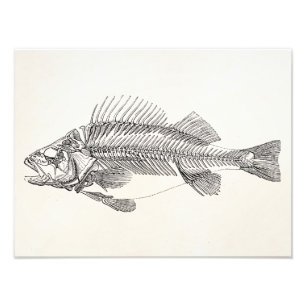 ヴィンテージのとまり木の魚の骨組-魚のテンプレート フォトプリント
