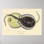 ヴィンテージのまだらのアカエイ、海洋動物 ポスター (正面)