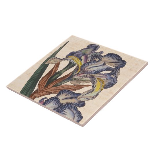 ヴィンテージのアイリスによっては旧式な植物のプリントが開花します タイル (側面)