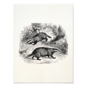 ヴィンテージのアナグマの19世紀のアナグマのイラストレーション フォトプリント