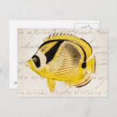 ヴィンテージのアライグマの蝶魚-旧式なハワイアン ポストカード (正面/裏面)