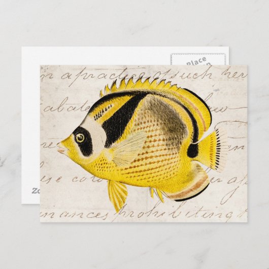 ヴィンテージのアライグマの蝶魚-旧式なハワイアン ポストカード (正面/裏面)