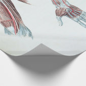 ヴィンテージのイラストレーションの解剖学の人間の腕および手 ラッピングペーパー (角)