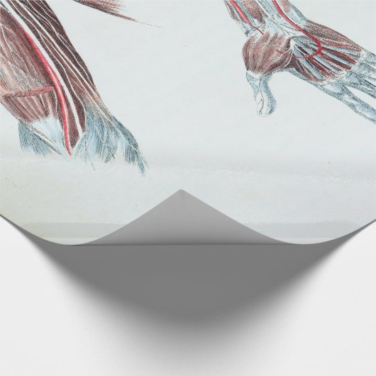 ヴィンテージのイラストレーションの解剖学の人間の腕および手 ラッピングペーパー (角)