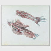 ヴィンテージのイラストレーションの解剖学の人間の腕および手 ラッピングペーパー (フラット)