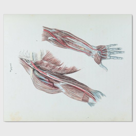 ヴィンテージのイラストレーションの解剖学の人間の腕および手 ラッピングペーパー (フラット)