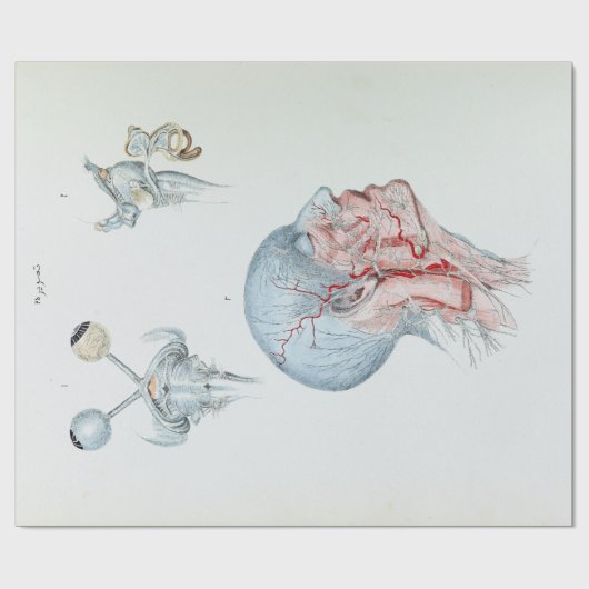 ヴィンテージのイラストレーションの解剖学の人間の頭および目 ラッピングペーパー (フラット)