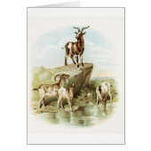 ヴィンテージのイラストレーション-池の近くのヤギ、 (正面)