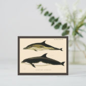 ヴィンテージのイルカ、海洋哺乳類の動物たち (スタンド正面)