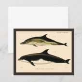ヴィンテージのイルカ、海洋哺乳類の動物たち (正面/裏面)