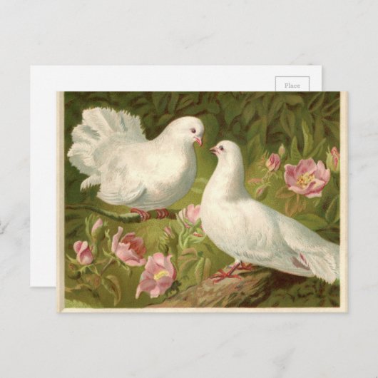 ヴィンテージのイースター白の鳩 シーズンポストカード (正面/裏面)