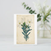 ヴィンテージのイースター・リリー シーズンポストカード (スタンド正面)