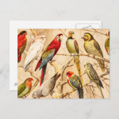 ヴィンテージのオウムのオウムのConureのインコのCockatiel ポストカード (正面/裏面)