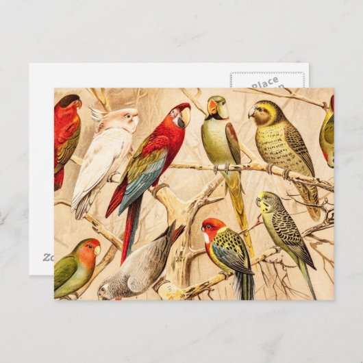 ヴィンテージのオウムのオウムのConureのインコのCockatiel ポストカード (正面/裏面)