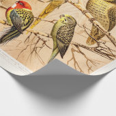 ヴィンテージのオウムのオウムのConureのインコのCockatiel ラッピングペーパー (角)
