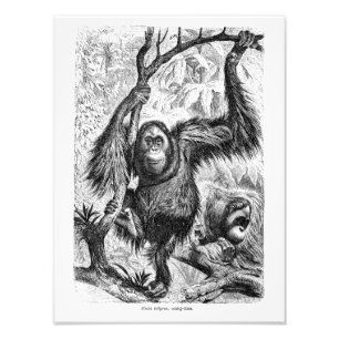 ヴィンテージのオランウータンのイラストレーション- 1800's猿 フォトプリント
