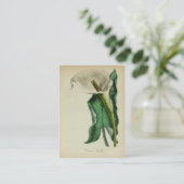 ヴィンテージのオランダカイウユリの花|の植物の水彩画 名刺 (スタンド正面)