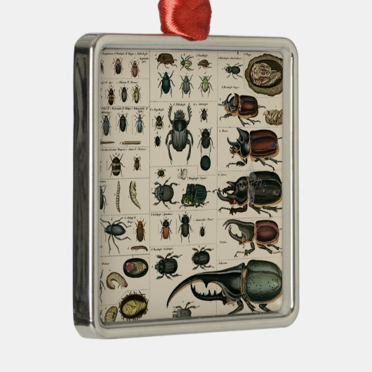 ヴィンテージのカブトムシのイラストレーション メタルオーナメント (右)