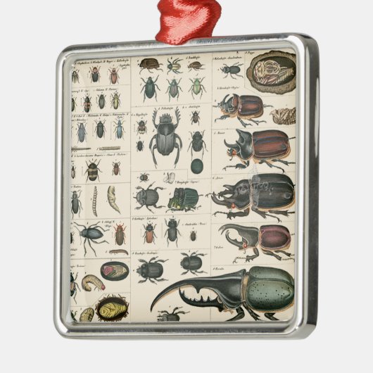 ヴィンテージのカブトムシのイラストレーション メタルオーナメント (左)