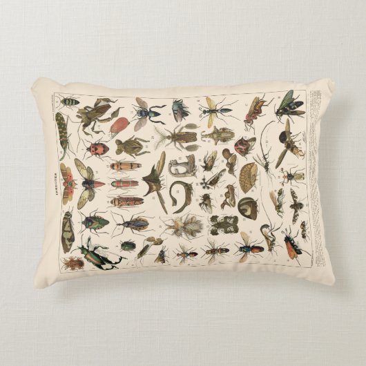 ヴィンテージのカラフルな昆虫の昆虫学の分類学 アクセントクッション (正面)