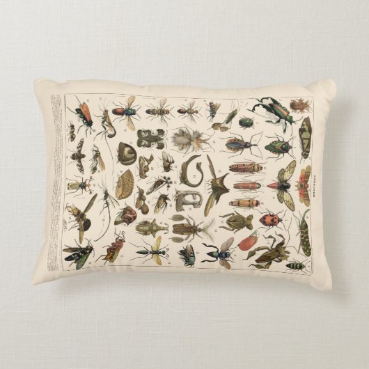 ヴィンテージのカラフルな昆虫の昆虫学の分類学 アクセントクッション (裏面)