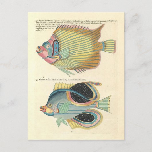 ヴィンテージのカラフルイラストレーション ポストカード (正面)