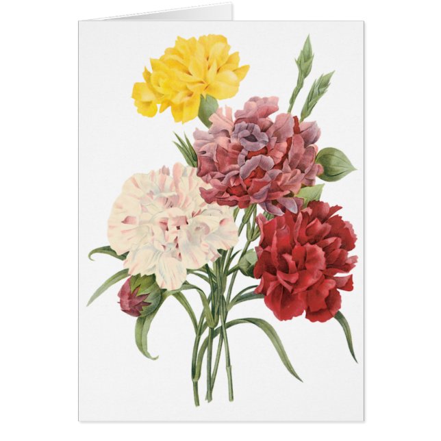 ヴィンテージのカーネーションのナデシコの庭によってはRedouteが開花します (正面)