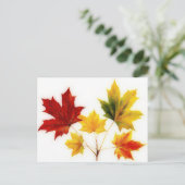 ヴィンテージのカ葉メ ポストカード (スタンド正面)