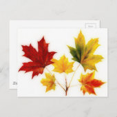 ヴィンテージのカ葉メ ポストカード (正面/裏面)