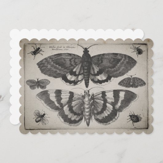 ヴィンテージのガのチョウ目のイラストレーション(64) 招待状 (正面/裏面)