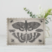 ヴィンテージのガのチョウ目のイラストレーション(64) 招待状 (スタンド正面)