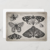 ヴィンテージのガの蝶蜂のイラストレーション(65) 招待状 (正面/裏面)