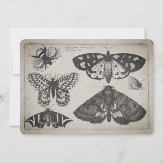 ヴィンテージのガの蝶蜂のイラストレーション(65) 招待状 (正面)