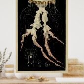 ヴィンテージのクラゲイラストレーション(1853年) ポスター (キッチン)