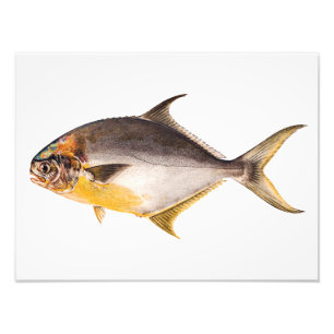 ヴィンテージのコバンアジの魚-釣魚のテンプレートのブランク フォトプリント