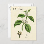 ヴィンテージのコーヒー植物 ポストカード (正面/裏面)