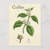 ヴィンテージのコーヒー植物 ポストカード (正面)