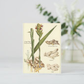 ヴィンテージのジンジャーイラストポストカード レシピカード ポストカード (スタンド正面)