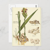 ヴィンテージのジンジャーイラストポストカード レシピカード ポストカード (正面/裏面)