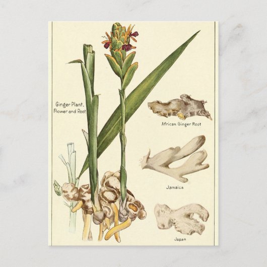 ヴィンテージのジンジャーイラストポストカード レシピカード ポストカード (正面)