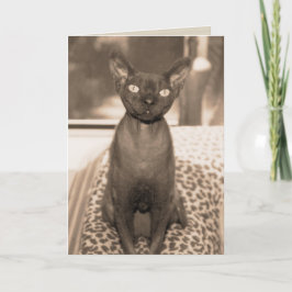 ヴィンテージのスタイルのデボンのレックス猫の写真 カード